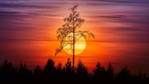 Sonne-Arbinger-Lärche